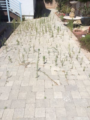 how_to_remove_weeds_from_paver_joints.jpg